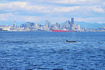 Orca Whale Seattle Skyline © Scott
