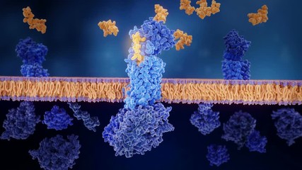 The calcitonin gene related peptide (yellow) binds to its receptor (blue), activating a signal cascade through G-proteins (dark blue)  that  leads to a dilatation of blood vessels in the brain. 