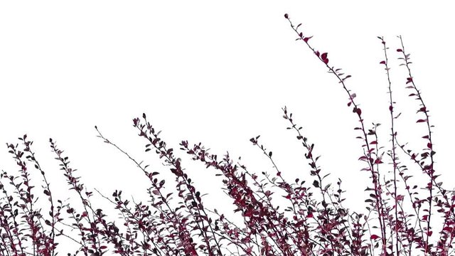 Foreground foliage plate for framing shots. ground brush, medium breeze. Slightly defocused. Includes transparency mask. Can be reversed and flipped horizontally.