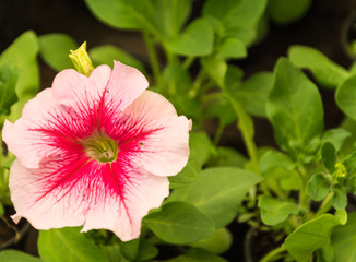 Pink flowers in the garden