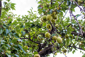 Fresh juicy pears on pear tree  