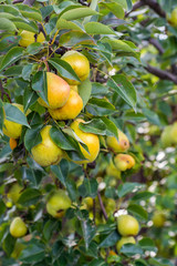 Fresh juicy pears on pear tree  
