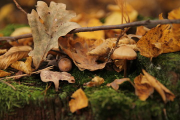 autumn leaves in the forest