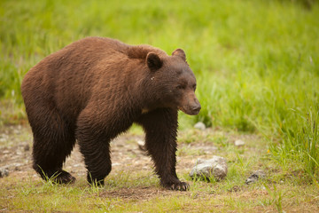 Brown Black Bear