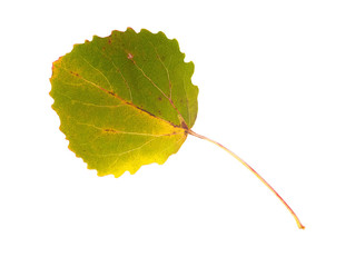Gren and yellow asp leaves on white background