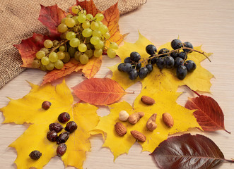 Nuts, black and white grapes, red and yellow leaves on the table