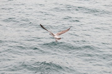 Fototapeta premium herring gull. seagull bird flying