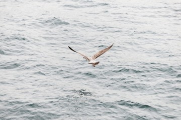 herring gull. seagull bird flying
