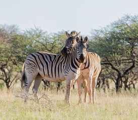 Two Burchell's Zebra