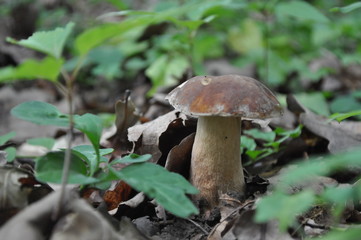 mushroom in the forest