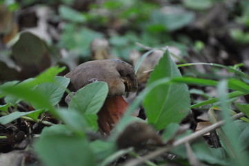 mushroom