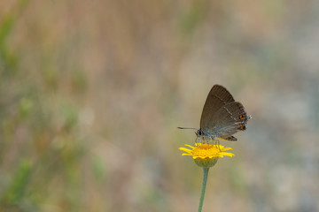 Minik Sevbeni / Satyrium acaciae /  