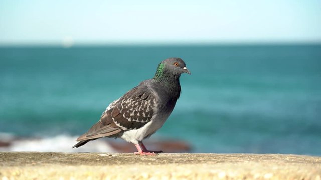 Grey Pidgeon/ Pidgin sat on a street