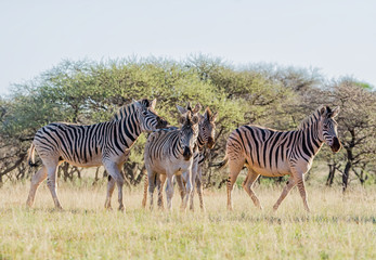 Fototapeta na wymiar Two Burchell's Zebra