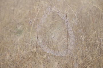 Banded Garden Spider. Web. Shiloh Ranch Regional Park in southeast Windsor includes oak woodlands,...