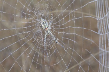 Banded Garden Spider. Web. Shiloh Ranch Regional Park in southeast Windsor includes oak woodlands, forests of mixed evergreens, ridges with sweeping views of the Santa Rosa Plain, canyons.