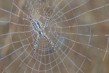 Banded Garden Spider. Web. Shiloh Ranch Regional Park in southeast Windsor includes oak woodlands, forests of mixed evergreens, ridges with sweeping views of the Santa Rosa Plain, canyons.