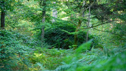 Isolated dwarf tree behind the fern of the forest of Verzy, Reims region, France