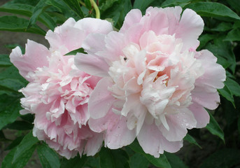 In the garden pink peonies bloom.