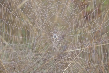 Banded Garden Spider. Web. Shiloh Ranch Regional Park in southeast Windsor includes oak woodlands, forests of mixed evergreens, ridges with sweeping views of the Santa Rosa Plain, canyons.
