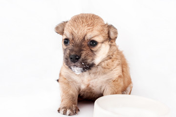 Cute and funny newborn puppy in learning to drink milk from a plate. small dog breed isolated on white background.