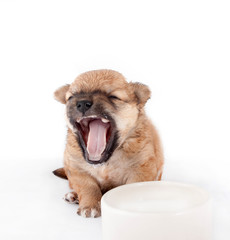 Cute and funny newborn puppy in learning to drink milk from a plate. small dog breed isolated on white background.