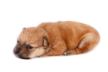 funny newborn purebred puppy lies. isolated on white background
