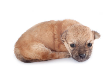 funny newborn purebred puppy lies. isolated on white background