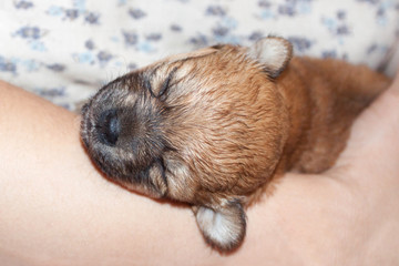 beautiful and funny newborn puppy in the hands of a caring owner. small breed dog is sleeping.