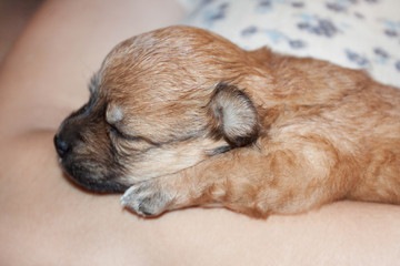 beautiful and funny newborn puppy in the hands of a caring owner. small breed dog is sleeping.