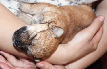 Obraz premium beautiful and funny newborn puppy in the hands of a caring owner. small breed dog is sleeping.