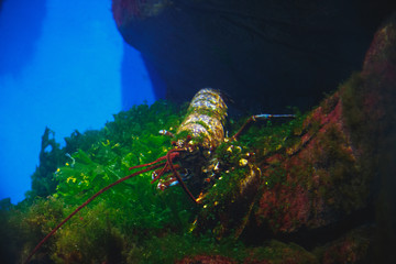 Cancer in a big beatiful aquarium. Have masked in seaweed