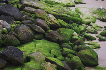 Moss Covered Rocks