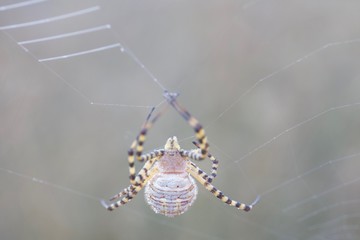 Banded Garden Spider. Web. Shiloh Ranch Regional Park in southeast Windsor includes oak woodlands,...