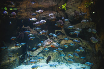 Fototapeta na wymiar A large flock of piranhas, in a beautiful aquarium