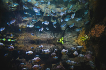 Fototapeta na wymiar A flock of fishes of piranhas float against the background of stones