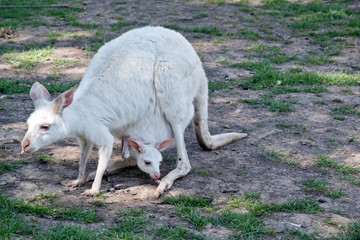 albino western grey kangaroowith  joey