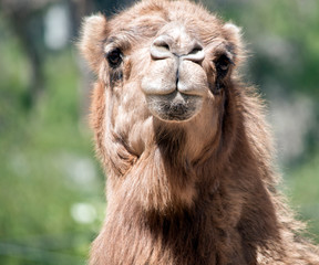 Fototapeta premium dromedary camel