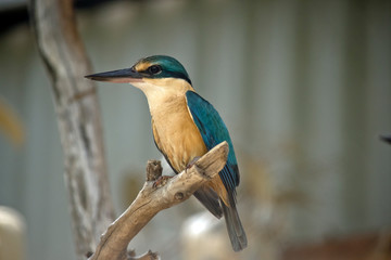 kingfisher