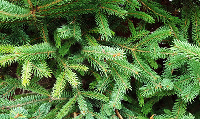 Christmas tree branch green