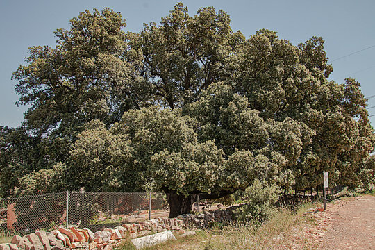 Encina enorme,  &aacute;rbol monumental 