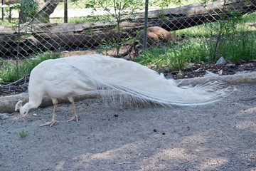 male peacock