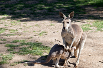 Naklejka na ściany i meble red kangaroo with her joey