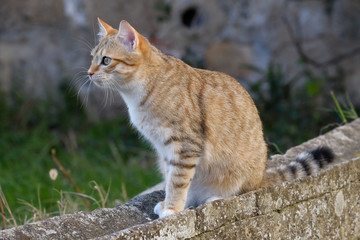 Chat tigré assis sur un muret, profil