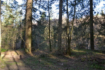 солнечный весенний день в лесном парке Тэй