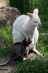 An albino red necked wallaby with her joey