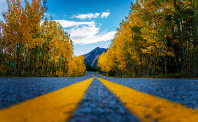Up Close Paved Mountain Road Through Autumn Leaves with Mountains In Distance - obrazy, fototapety, plakaty