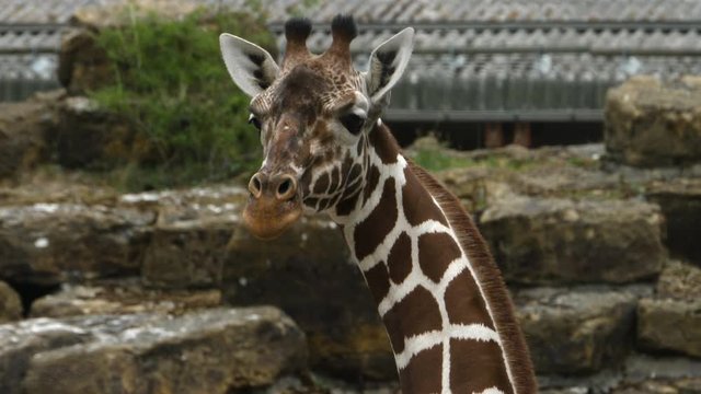 Close up of giraffe head as it faces camera, then turns to the left.