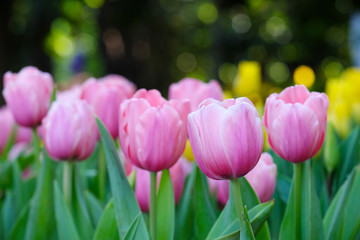 Tulip flower background, Colorful tulips meadow nature in spring, close up