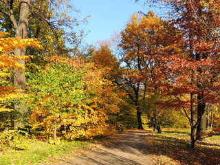 Yellow trees in autumn park